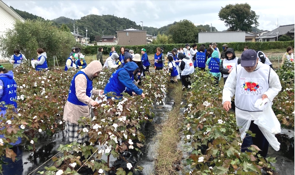 綿花収穫ボランティアに参加しました。のアイキャッチ画像