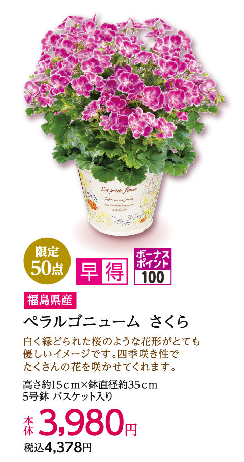 限定50点 早得 ボーナスポイント100 福島県産 ぺラルゴニューム さくら 本体3,980円 税込4,378円