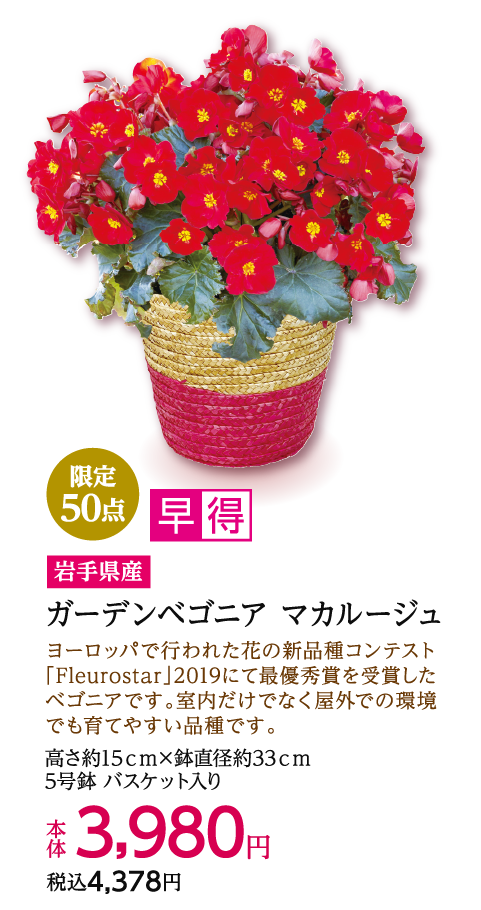 限定50点 早得 岩手県産 ガーデンベゴニア マカルージュ 本体3,980円 税込4,378円