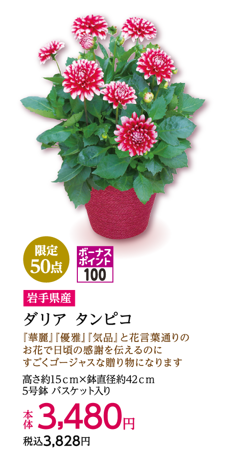 限定50点 ボーナスポイント100 岩手県産 ダリア タンピコ 本体3,480円 税込3,828円