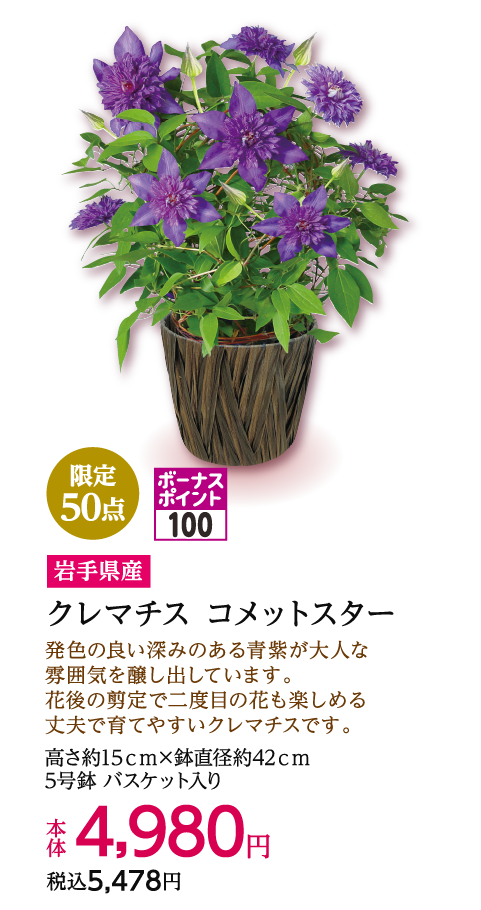 限定50点 ボーナスポイント100 岩手県産 クレマチス コメットスター 本体4,980円 税込5,478円