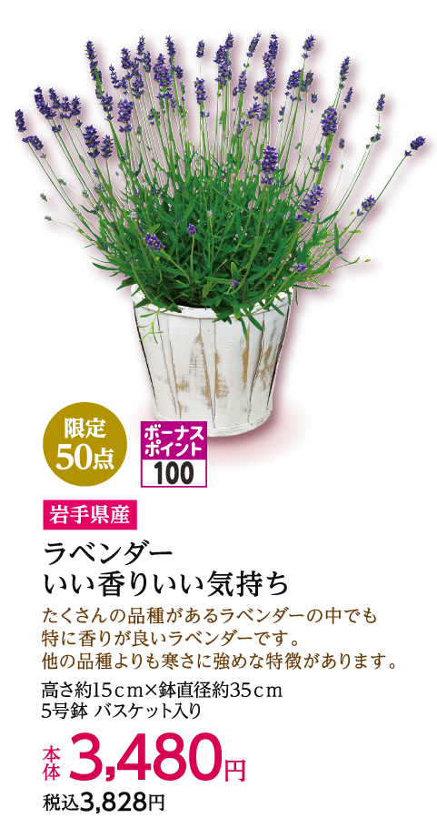 限定50点 ボーナスポイント100 岩手県産 ラベンダー いい香りいい気持ち 本体3,480円 税込3,828円